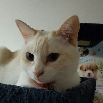 Twitterをはじめました　ネコ大好き人間です！飼い猫　Happyちゃん9歳とルナ君3歳と楽しく暮らしてます(=^..^=)ﾐｬｰ