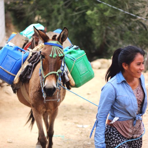 Es una fundación que desea mejorar la vida 
de los equinos trabajadores donde los equinos tienen un rol importante en la vida de las comunidades en Guatemala