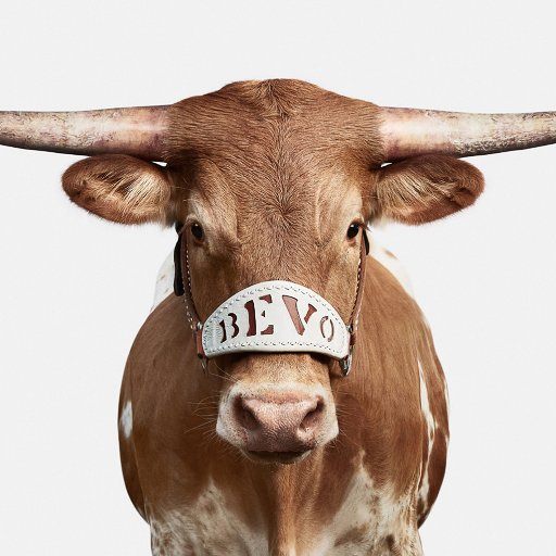 TexasMascot Profile Picture