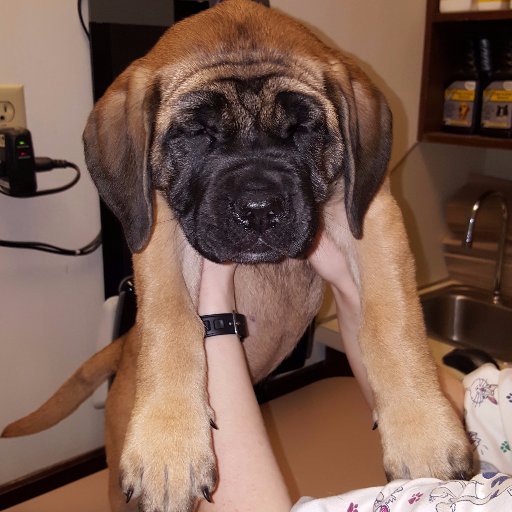 King Blue Mastiff Ranch promotes and educates regarding the mighty English Mastiff. We would love to visit with you and tell you all about this beautiful breed.