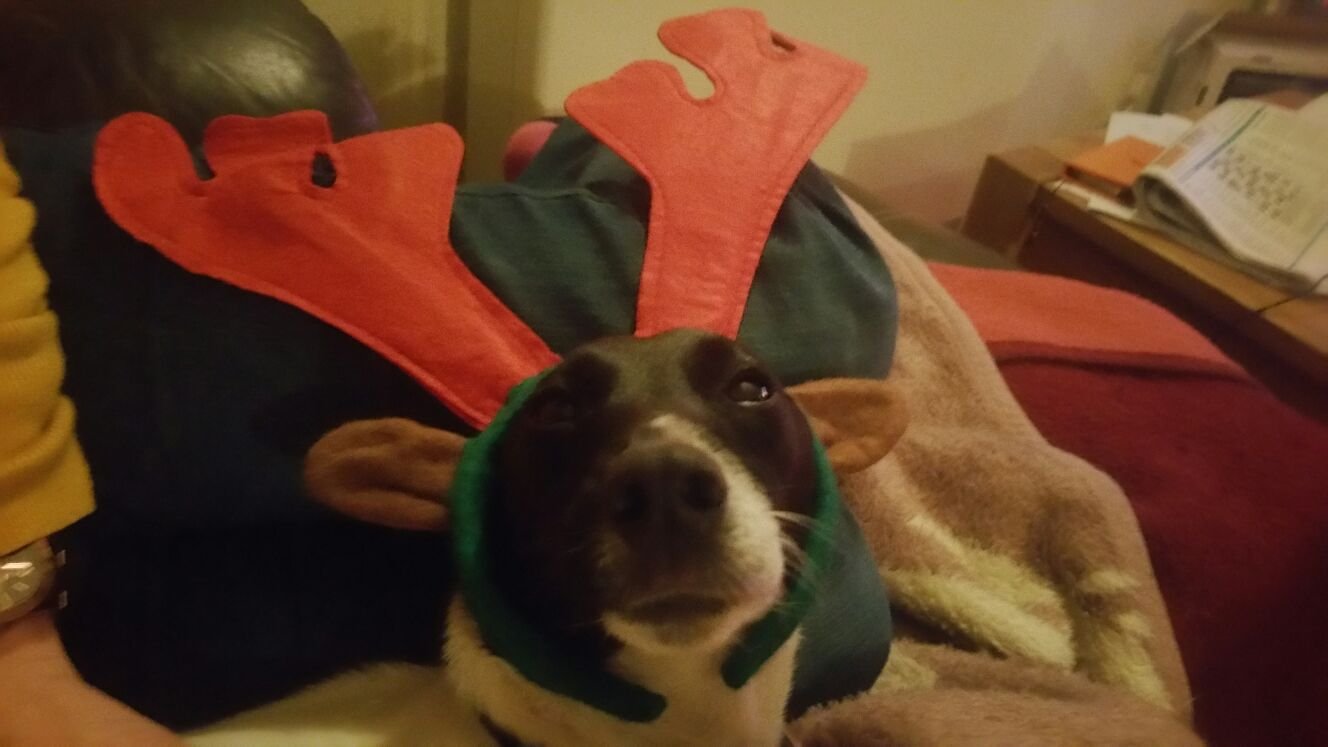 Martin Horatio Furry-Chops Bakmed. Designer hybrid (or pavement special) of Dachshund/Jack Russell. Oh, and I'm super cute as well!