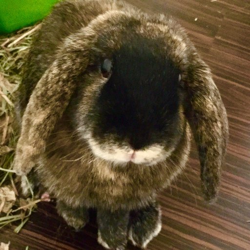 🐰🐇🐰I’m a rabbit who lives in her own room in NC, USA! I love treats and my humans give me Orchard Grass Hay!