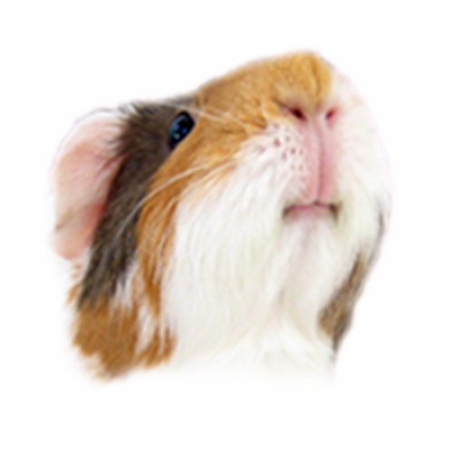 We are the HappyCavy #guineapigs! Our lives are broadcast 24/7 on 4 webcams at https://t.co/3ajiljUbWm. We also started #cavycare for helpful cavy care tweets!