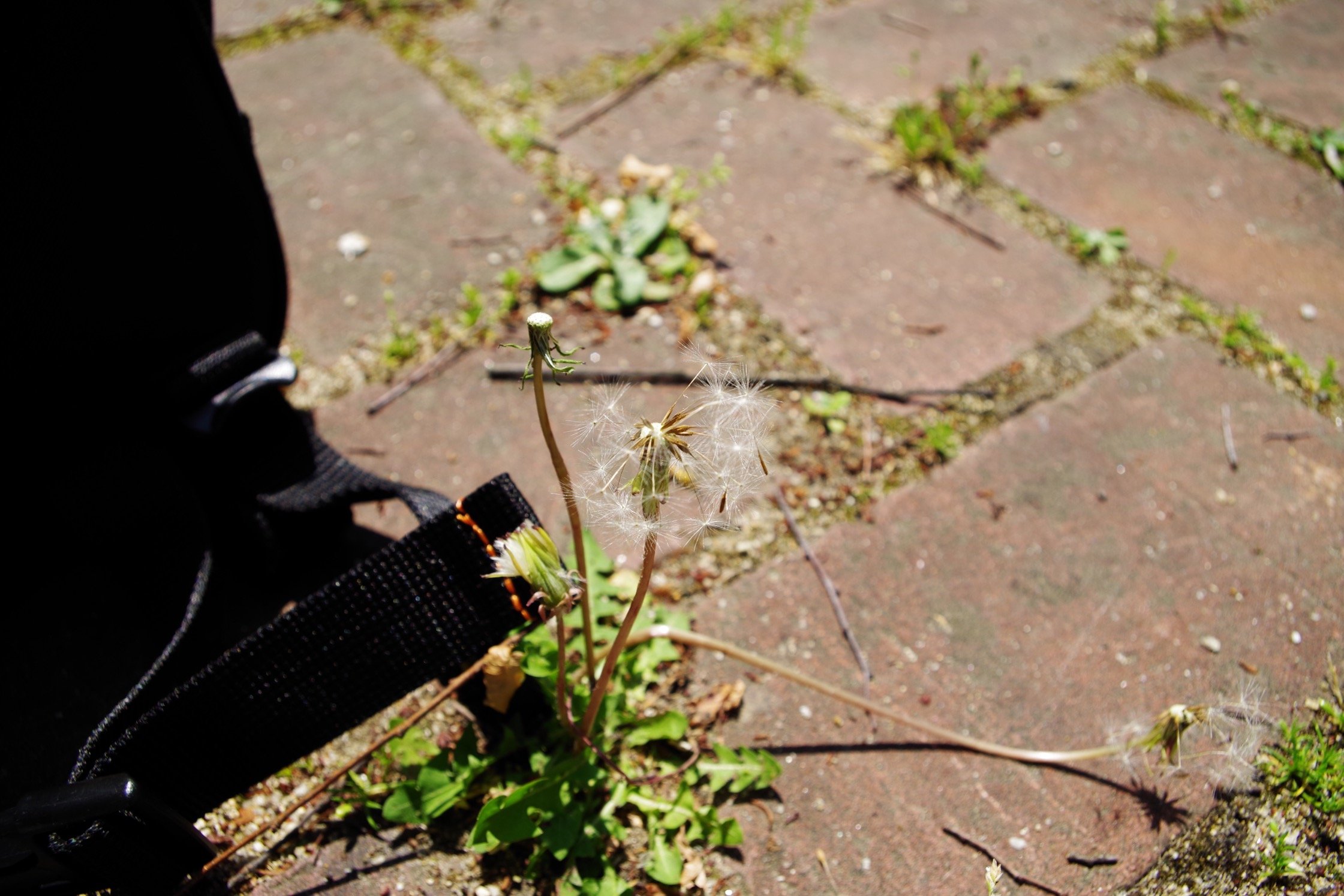 AJP_association's profile picture. 撮影機材や場所にとらわれない自由な写真をモットーにプロ、アマチュア問わず全国のフォトグラファーを応援しています。季節ごとに写真大会を行います、是非ご参加下さい。現在NPO法人取得に向けて準備中です。現在会員募集中。ご入会は以下のURLからメールアドレスを登録するだけです。