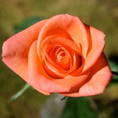 Corectmesa's profile picture. 