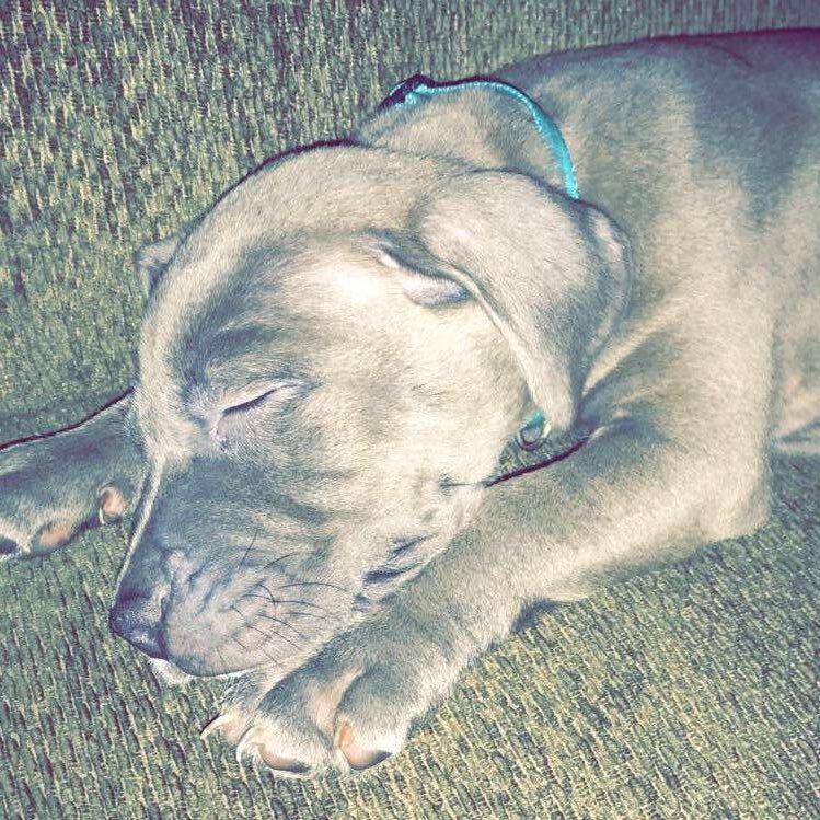 Chevy_blu's profile picture. It's a doggy dog world 🌎✨ | 05.01.2017 l Male ⠀⠀