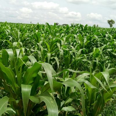 NuraddeenYahya7's profile picture. Hussling