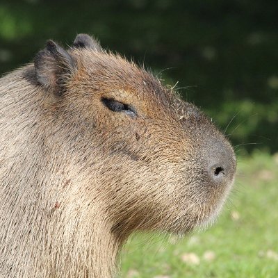 Cavia_sapiens Profile Picture