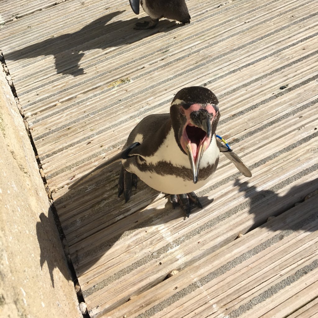 JojoRy77's profile picture. Super Admin Bod