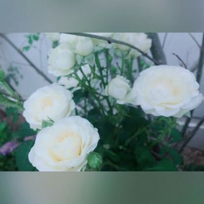 太陽花 Oota Nrm Twitter 太陽花 Oota Nrm Twitter