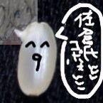 NEW☆酸菌さんのプロフィール画像