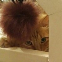 Rudi ✨ (@rudimine) 's Twitter Profile