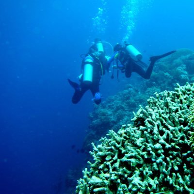 Dive Operator | Diving & Snorkeling | Trip Takabonerate & Selayar Island | Trecking | Outbound | Consultant | Telp/WA/sms +62 8114610782 | IG: @selayarmarine_dc