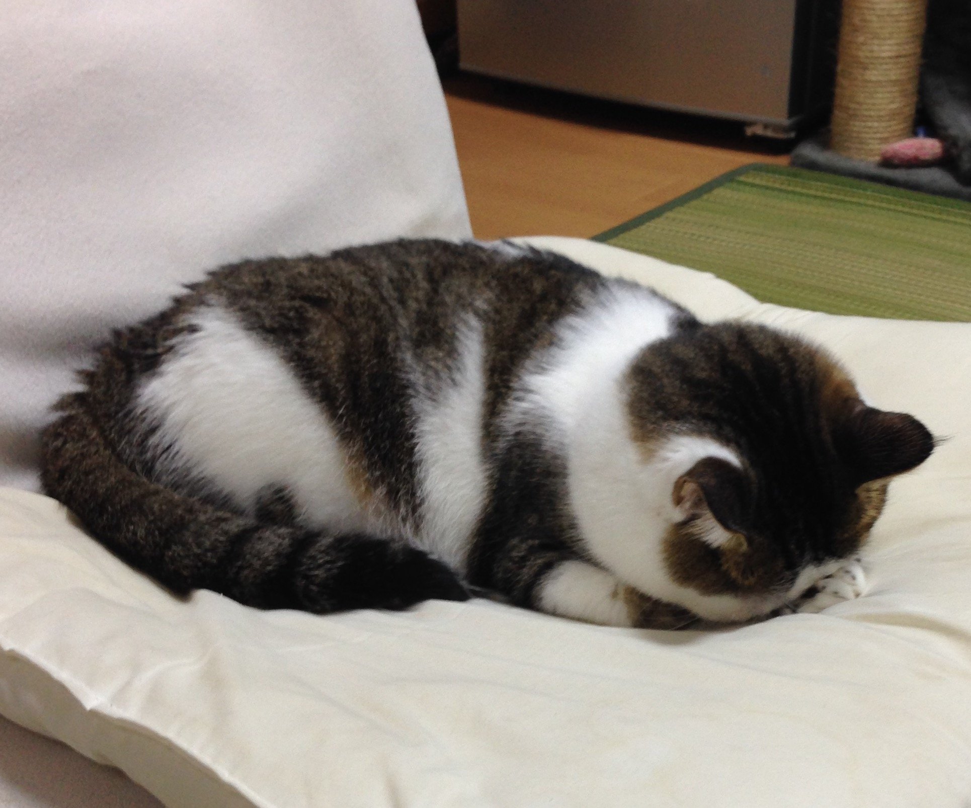 kor_miya's profile picture. 派遣でシステム開発してます。 普段はPHPとjs使ってますが、 好きな言語はPython\\٩( 'ω' )و // 週末はpythonのもくもく会に出没してます。Pyladies Tokyo のスタッフもしてますよー😊