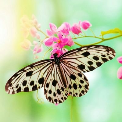 AnyPatty12's profile picture. 