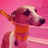 Marty(@martythewhippet) 's Twitter Profile Photo