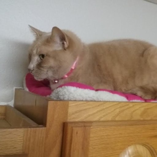 I am a lovely rescue kitty born in TX 5/12/08, Gotcha 7/6/16 & now live in Whiskersonsin! My boyfriend is Mr. Bailey Cat. My sisfur is Salem #ZSHQ & #RuffRiderz