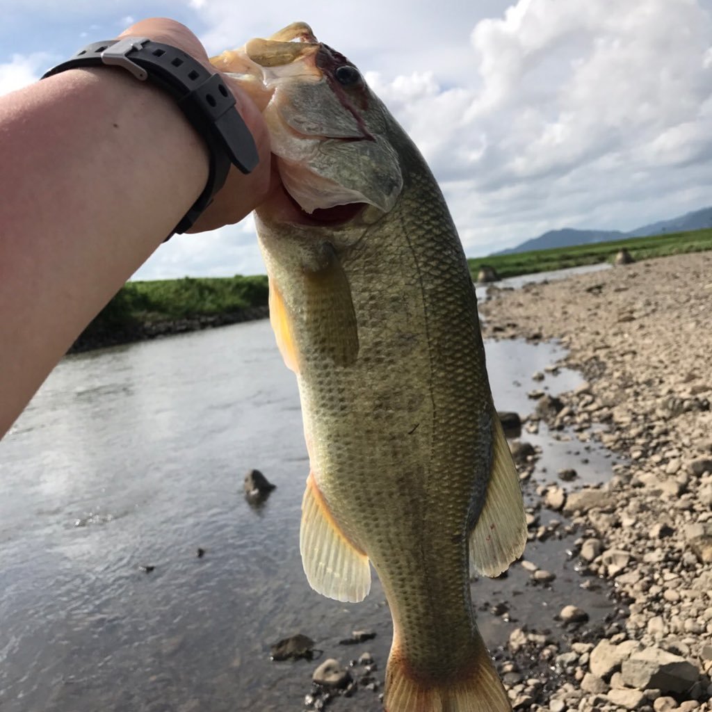 趣味 バス釣り Bass 5060ff Twitter 趣味 バス釣り Bass 5060ff Twitter