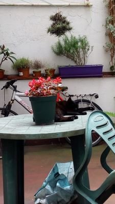 cag0nmimant0's profile picture. 