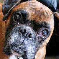 Boxer Luv Rescue (@boxerluvrescue) 's Twitter Profile