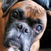 Boxer Luv Rescue (@boxerluvrescue) Twitter profile photo
