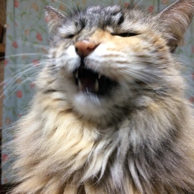 白猫三毛猫 (@shiromikeneko) / Posts / X