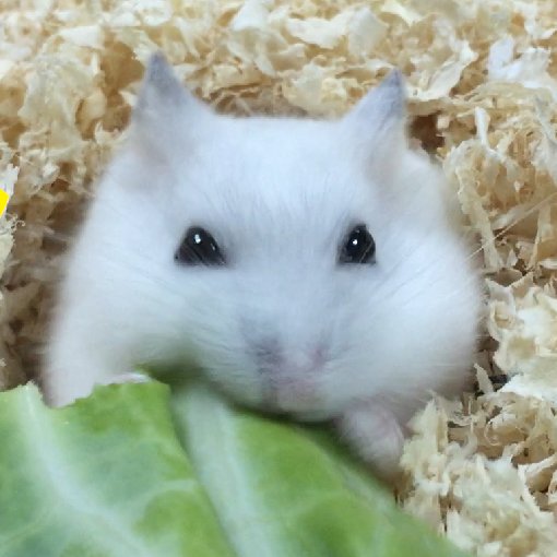 ハムスター友の会公式Twitterです🐹

ハムスターやペットのかわいい画像・動画が見たい方はフォローお願いします🎵

投稿してほしい画像があればDMでご連絡下さい♻️ 

取材・記事依頼もお待ちしています❕

ブログ・youtubeもぜひご覧ください⭐️

https://t.co/HmfgAJxWrl…