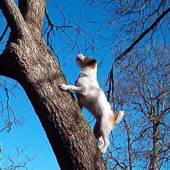 HealthyPawsVet's profile picture. Healthy Paws is a state-of-the-art veterinary practice providing individualized care for your pet's health needs. We want to get to know you and your pets!