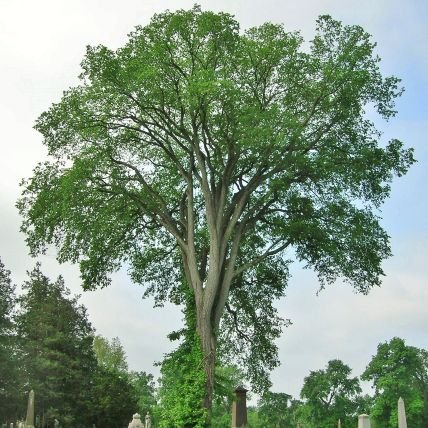 afardistanthowl's profile picture. Not that I want to be a god or a hero. Just to change into a tree, grow for ages, not hurt anyone. -Czesław Miłosz