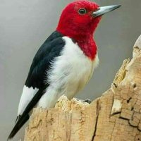 المهاجراليمني (@almahgri330) 's Twitter Profile