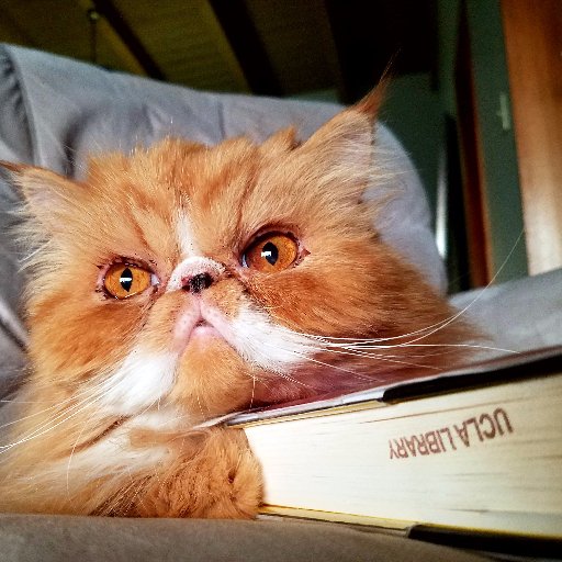 The Cat Overlord of Los Feliz sits on library books.