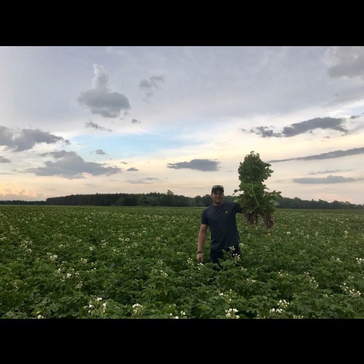 Young farmer, growing potatoes