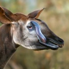 Okapi_Kitoko's profile picture. 