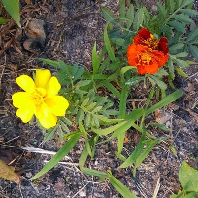 shyrta's profile picture. 