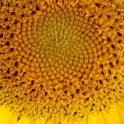 simongoldman's profile picture. Cabinet Deputy for Economy & Strategic Projects @ChelmsCouncil  Promoted by Liberal Democrats, 1 Vincent Sq, SW1P 2PN