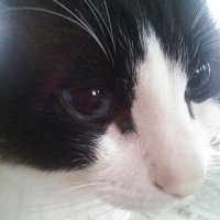 ぶちねこ (@tomponmarin) 's Twitter Profile Photo
