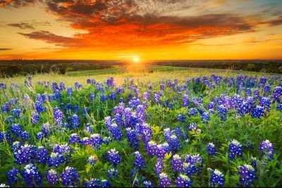 Bluebonnet safety service is an occupational safety and environmental regulation consulting company. We are committed to providing industry-leading performance.