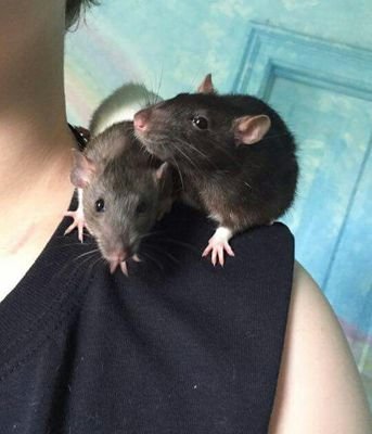 We rescue and rehome pet rats! And we breed and sell our own! Check us out on facebook!

L&L's Ratties