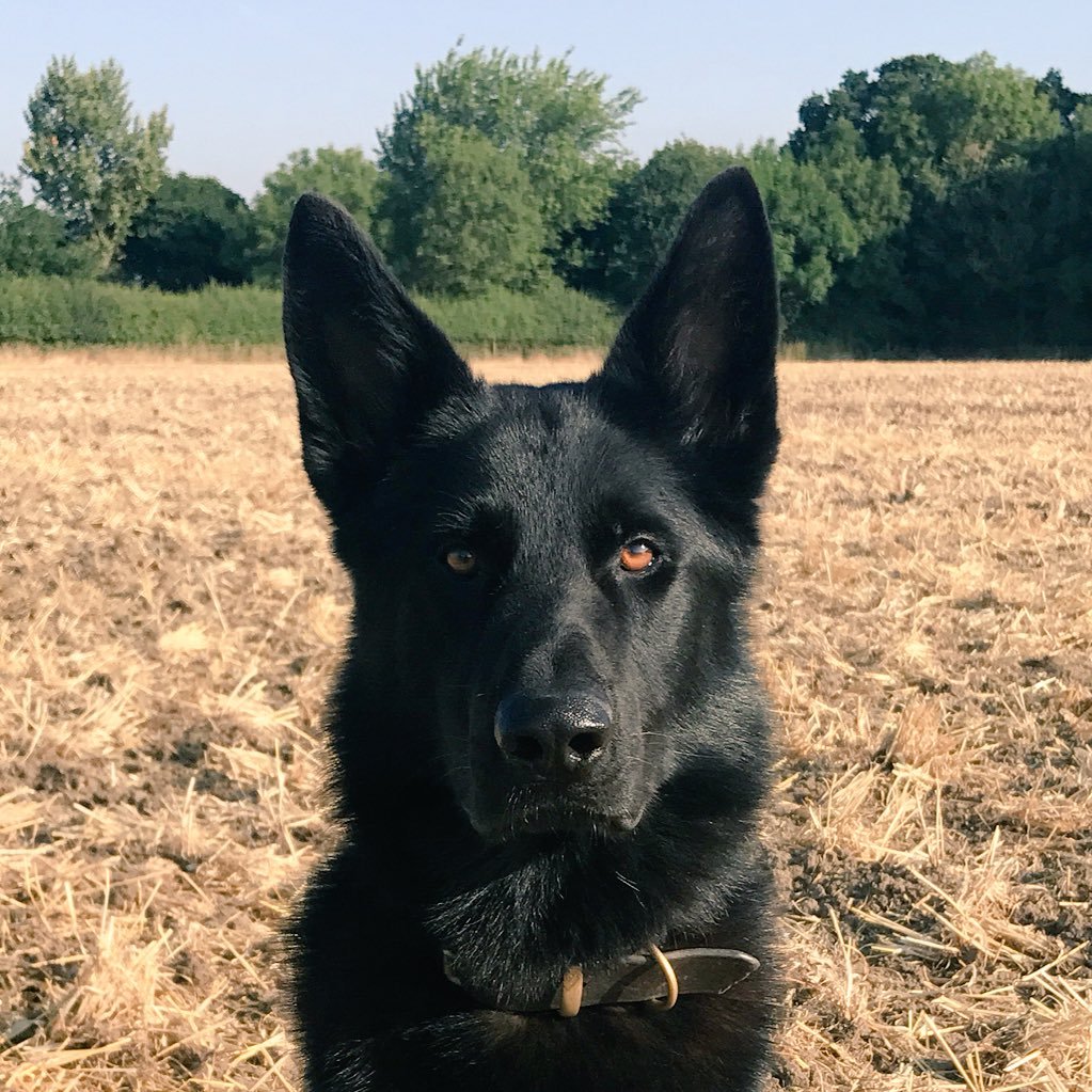 Police Dog working for @HantsTVPolDogs