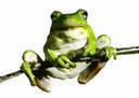frogger75's profile picture. 