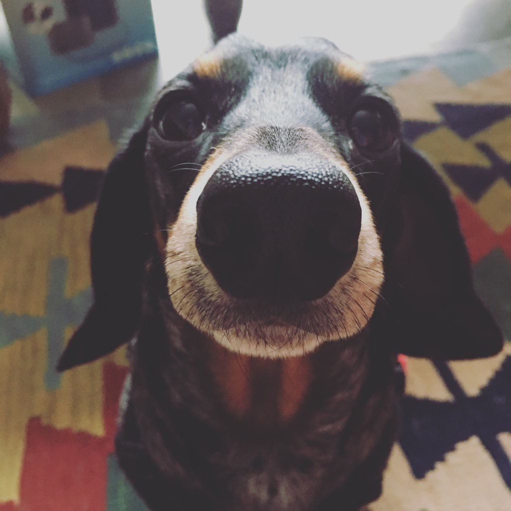 JBsausagedog's profile picture. Yorkshire born and bred Dachshund, lover of Markies and anything else that's edible! IVDD surviver. Brother to Laika the Labrador