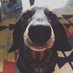 Jenson Button (@jbsausagedog) Twitter profile photo Jenson Button (@jbsausagedog) Twitter profile photo