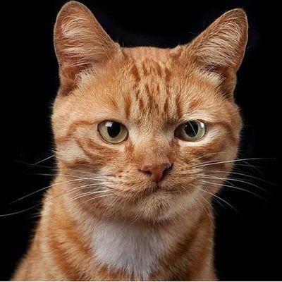 まーぼぅさんのプロフィール画像