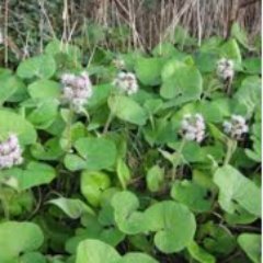 Twitter account run by scientific researchers in Sligo, Ireland, focusing on Prevention, Control and Eradication of Invasive Alien Species.