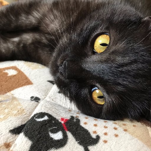 reinaremuramu's profile picture. パパと2人の子供達(猫)レム♂ラム♀と暮らしています💖アニメ、ゲーム、漫画も大好き✨無言フォローします＆してもOKです😻