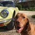 DogGoneDriving (@doggonedriving) Twitter profile photo DogGoneDriving (@doggonedriving) Twitter profile photo
