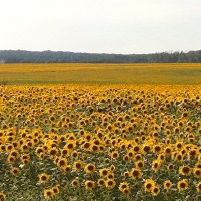 aylinalpustun's profile picture. artlover, reader, traveler, bonvivant