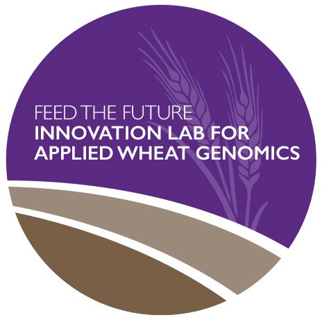 The Feed the Future Innovation Lab for Applied #WheatGenomics aims to develop #climateresilient varieties for South Asia; India, Pakistan, Bangladesh, and Nepal