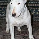 Alan Crowe - @Slokenin - Twitter