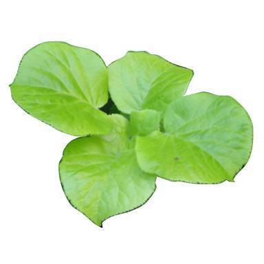 gardeningarts's profile picture. Gardening Enthusiast who, without a yard, has gotten pretty good at container gardening